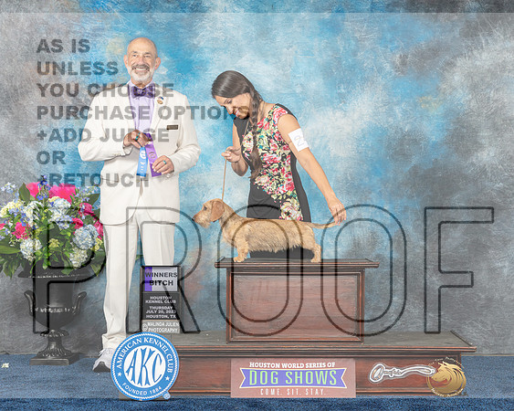 Dachshund Wirehaired #24 Thurs WB Judge Ken Levison-MJP_2392e_Hstn2023_HR3