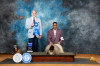 Pekingese #17 Sat G1 Judge Tim Robbins