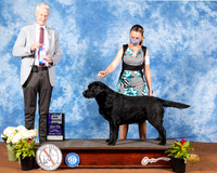 Labrador Retriever #23 Fri WD Judge Jon Cole