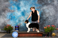 Australian Shepherd #18 BOBOHBOB Sun Judge Wendy G Willhauck