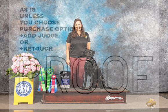 Labrador Retriever #54 THUR Obedience Judge Nancy Watson-_MJ_3924e_HSTN2022-HR3