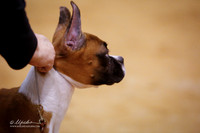 Boxer Sat Puppy Match Ring