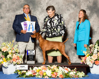 Vizsla #19 Fri BOW Maj