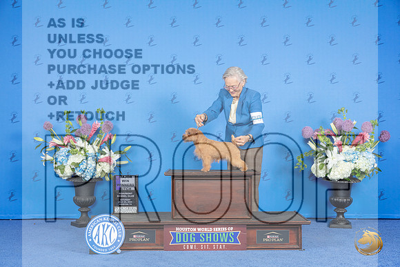 Norfolk Terrier #20 SAT WB M Judge Nancy Liebes__JP_0016_Houston_2024_HR3