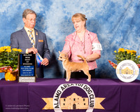 Chihuahua Smooth #11 Sat BOW Maj Kyle Potts  Judge Dr John V Ioia