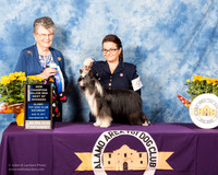 Chinese Crested #9 Sat BOW Maj NCh Ritchie Brandi Judge Doris Cozart