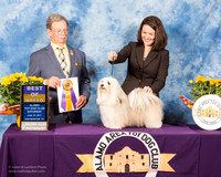 Havanese #12 Sat BOB Sawka Bea Kevin  Judge Dr John V Ioia
