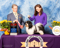 Havanese #9 Sat BOS Conner J Nicole  Judge Dr John V Ioia