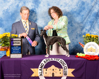 Italian Greyhound #6 Sat WB Beckett Janet Dee Snoble Judge Dr John V Ioia