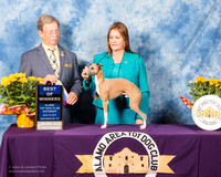 Italian Greyhound #9 Sat BOW Lykken Sheri  Judge Dr John V Ioia