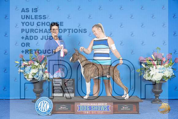 Boxer #7 SAT SD OHBOB Judge Debbie Freeman__JP_9734_Houston_2024_HR3