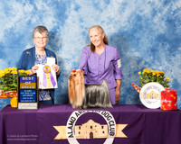 Yorkshire Terrier #7 Sat BOB Tena Allison Wilson  Judge Doris Cozart