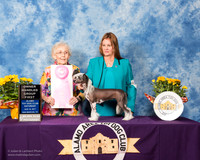 Chinese Crested #14 Sat OHG1 BLACK Marrita Bob Judge MRS MARILYN ELLIS