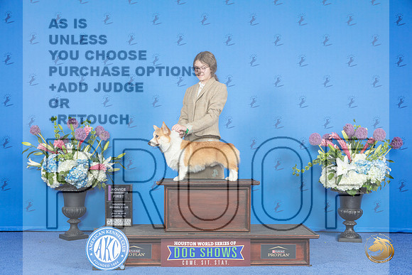Pembroke Welsh Corgi #J100 THUR 1st NI Judge Kimberly Bettandorff__JP_8482_Houston_2024_HR3