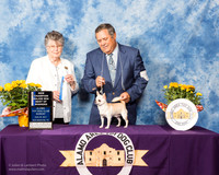 Chihuahua #25 Sun BOW WD NCh Williams Connie Mack Gey Hieman Judge Doris Cozart