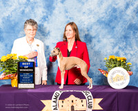 Italian Greyhound #9 Sun BOW Lykken Sheri Judge Doris Cozart