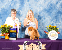 Pomeranian #17 Sun BOB Armenta Angie Amanda Seitzer Judge Doris Cozart