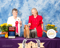 Yorkshire Terrier #7 Sun G2 Tena Allison Wilson Judge Doris Cozart