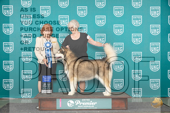 Alaskan Malamute #1301 Sun AG1 Judge Sharron Griffin__JP_3175_Premier_2024_HR3