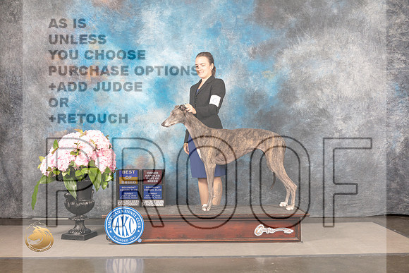Greyhound #16 SUN BOB OHBOB Judge Polly Smith_MJ_8054_Houston_2022_HR3