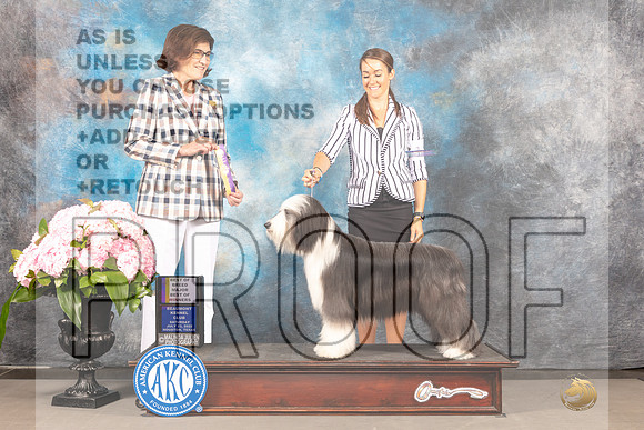 Bearded Collie #12 Sat BOWBOB Judge Carrie Chase-_MJ_7771e_Hstn2022-HR3