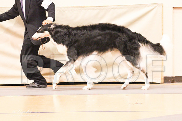 Borzoi-9538LR