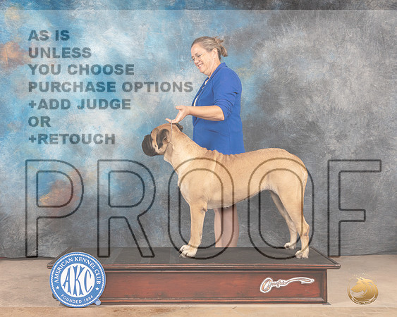 Bullmastiff #? FW WB-MMJ_3646-Abilene2022-HR3