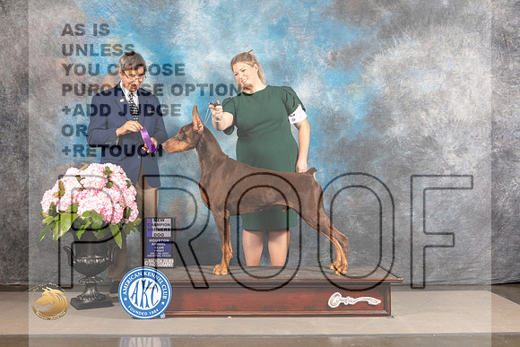 Doberman Pinscher #31 FRI WD NCH Judge RIchard Powell_MJ_5611_Houston_2022_HR3