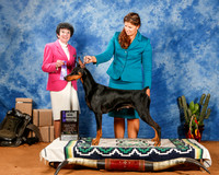 Doberman Pinscher #58 Sat WB Maj OL