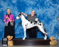 Great Danes #14 Thrs BOB Ballard William Beverly Agent Erin L Brandon Judge Mrs Carolyn A Herbel
