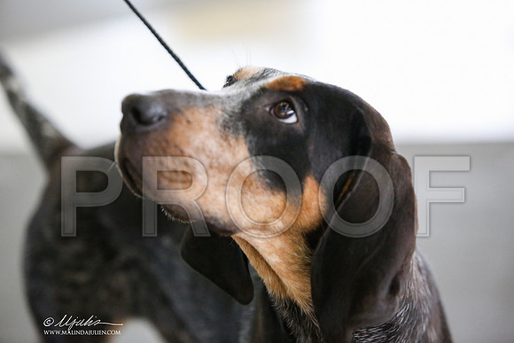 _JJ_2761-DallasJul2014-HR3