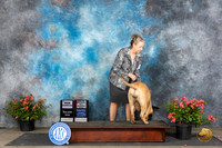 Bullmastiff #10 Sat WBBOSMCH Judge Paul F Willhauck