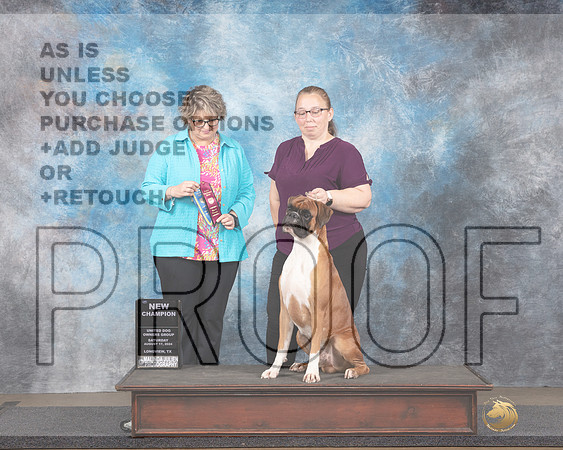 Boxer #476 Sat NCh Judge Jennnifer Landers-_JP_2606e_Longview TX 2024-HR3