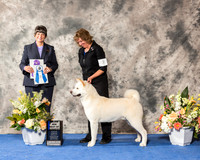 Akitas Ilka Wagner