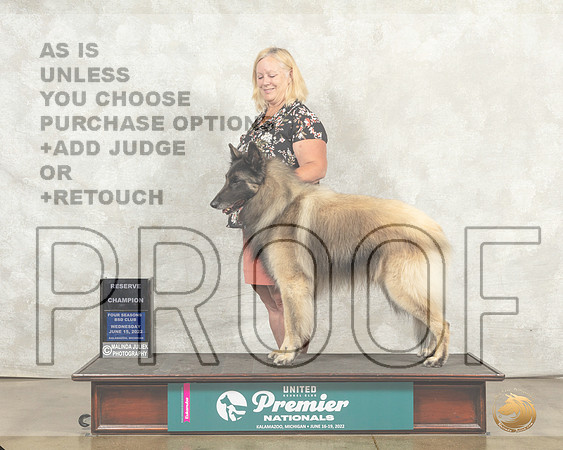Belgian Tervuren #20 Wed RCh BVet Judge Aylene__MJ_7874_Premier_2022_HR3
