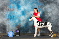 Great Dane #9 Sat WD Judge Debra Thornton r