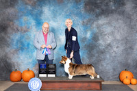 Cardigan Welsh Corgi #17 Sat WDBOW Judge Raymond Filburn