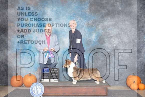 Cardigan Welsh Corgi #17 Sat WDBOW Judge Raymond Filburn__JP_8475_Humble_2024_HR3