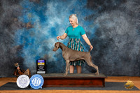 Weimaraner #6 Fri BOB