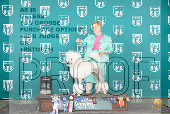 Poodle Std #615 Sat CH__JP_3367_Premier_2024_HR3