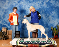 Saluki #6 Sun G3 +OL