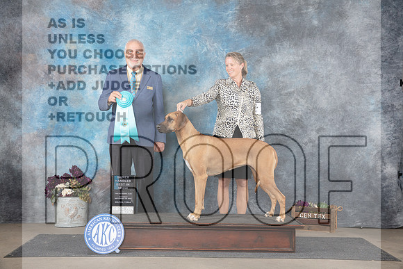 Rhodesian Ridgeback #14 Sat OHBIS Judge Eric Liebes__JP_7533_Belton_2024_HR3