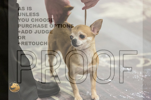 Chihuahua Smooth #22 FriJJL_3719_HstnTOY_2022_HR3