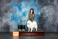 American Eskimo #202 Sun BOWCH Judge Sandra Phillips