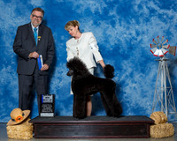 Poodles Standard #6 Thrs Maj BOW Lumpkin Mary Judge Mr James G Reynolds