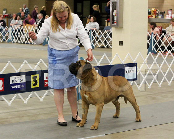 VetDog-9311