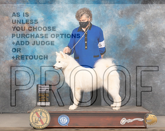 Samoyed #16 Sun BOWWB Judge Judy BrownMMJ_5175_Mdlnd2022_HR3