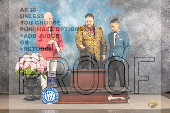 French Bulldog #25 FRI SD Judge Steven Keating-_MJ_5368e-Hstn2022_HR3