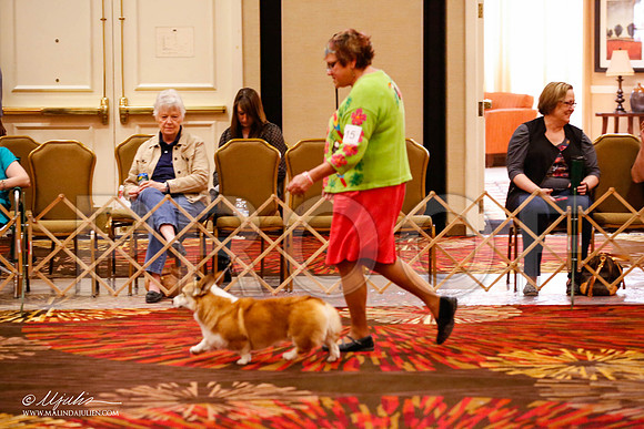 _JJ_9349-HstnCorgiFeb2015-HR3
