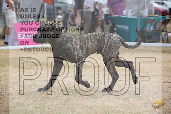 Ringside Longview WA 2024 South African Boerboel_JJL_3486_Longview WA_2024_HR3